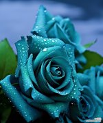 绿玫瑰象征着什么？它的花语有何不同寻常之处？