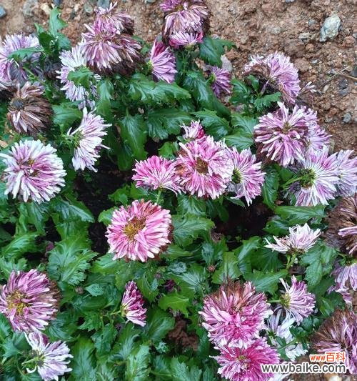 冬日娇艳的花语有何含义?