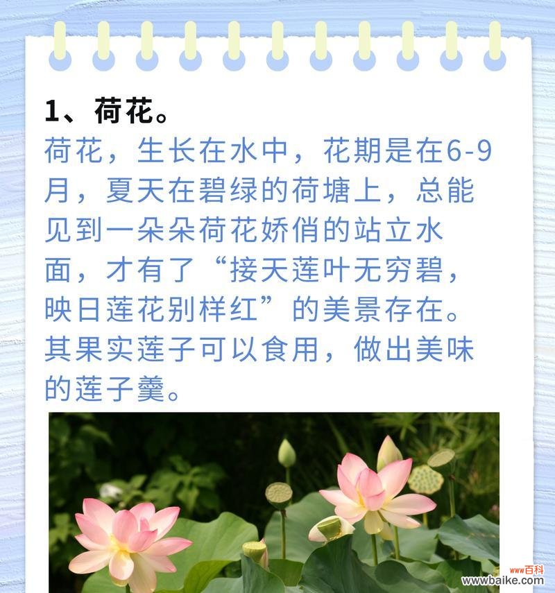 夏天开的哪种花与花语有关?夏天的花语有哪些?