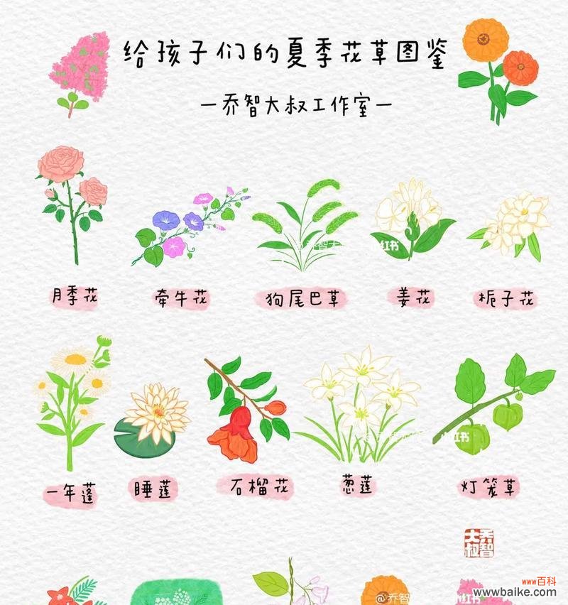 夏天开的哪种花与花语有关?夏天的花语有哪些?