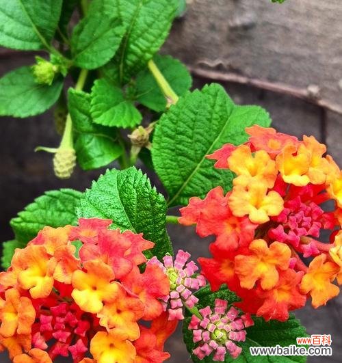 夏天开的哪种花与花语有关?夏天的花语有哪些?