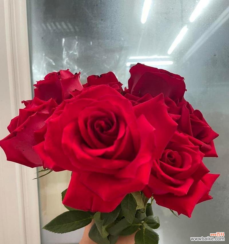 红玫瑰花语有哪些含义？手打红玫瑰的技巧是什么？