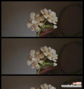 道具茉莉的美好花语是什么？传递了什么情感？