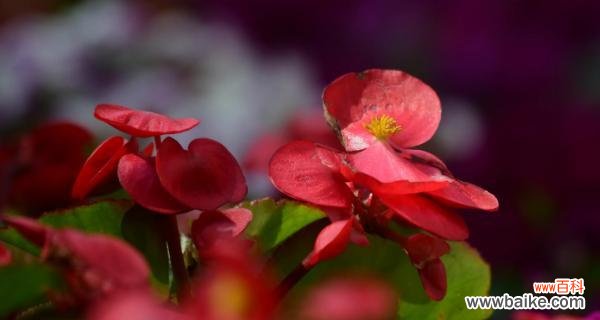 哪些花的花语象征着重逢？