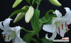 哪些花的花语象征着重逢？