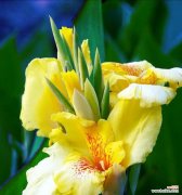 眉间花语代表了什么？它有何深层含义？