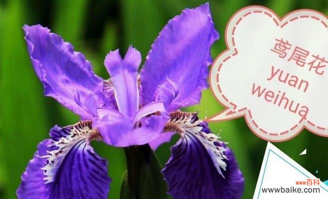 希腊人对花语有哪些贡献?