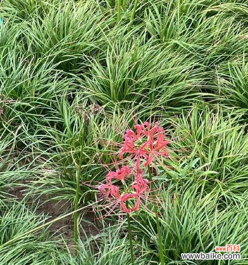 彼岸花的花语是什么?它在不同文化中的含义有何不同?