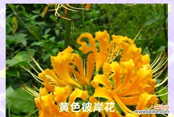 彼岸花的花语是什么?它在不同文化中的含义有何不同?