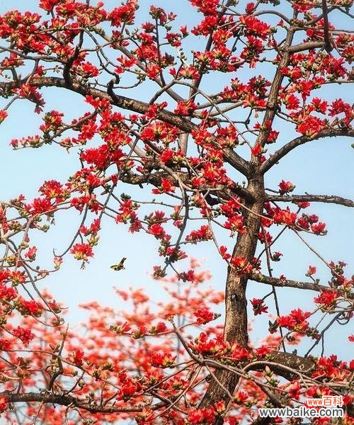 木棉花代表友谊的花语是什么?木棉花的象征意义有哪些?