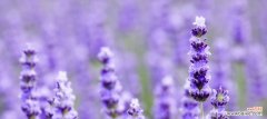 探寻紫色薰衣草的15个寓意 紫色薰衣草的花语与寓意