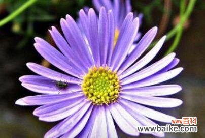 探究紫色小雏菊的内涵与象征 紫色小雏菊的花语与寓意
