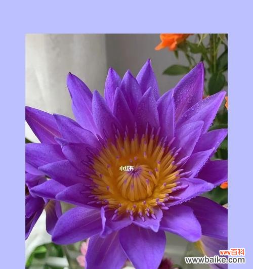 寻找心灵的归宿——睡莲的美丽与意义 紫色睡莲的花语