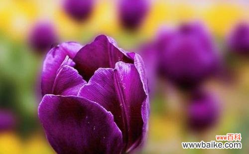 探寻紫色郁金香的深意，领略花海中的情感故事 紫色郁金香的花语与象征