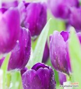 探寻紫色郁金香的深意，领略花海中的情感故事 紫色郁金香的花语与象征