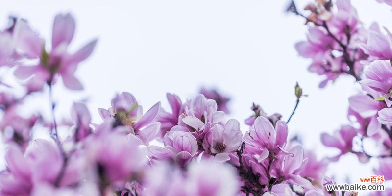 探寻玉兰花背后的深意 紫色玉兰花的寓意与象征