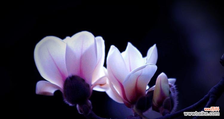 探寻玉兰花背后的深意 紫色玉兰花的寓意与象征