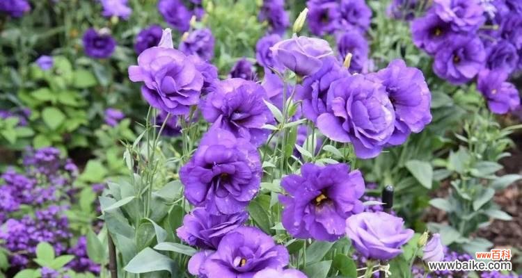 探寻紫色洋桔梗花的神秘之意 紫色洋桔梗的花语与寓意