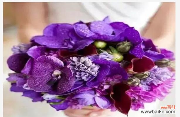 探寻紫色洋桔梗花的神秘之意 紫色洋桔梗的花语与寓意
