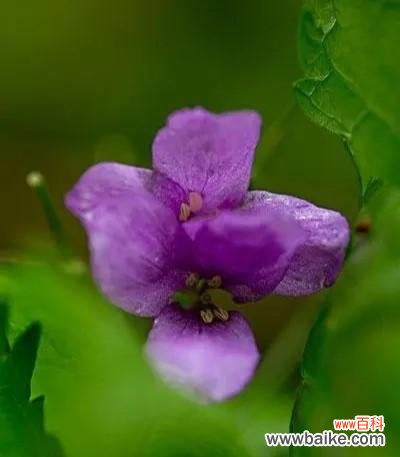 探索紫色紫罗兰花语的深层内涵 紫色紫罗兰花语的寓意及象征意义
