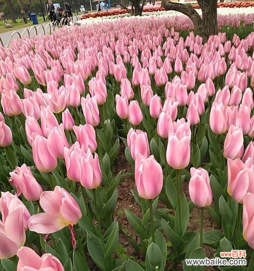 神秘、高贵、浪漫,紫色郁金香传递的情感世界 紫色郁金香的花语之美