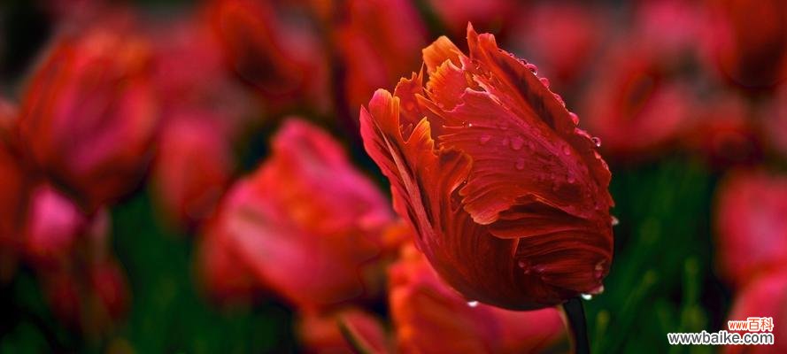 探寻紫色郁金香的神秘花语之谜 紫色郁金香的花语与意义