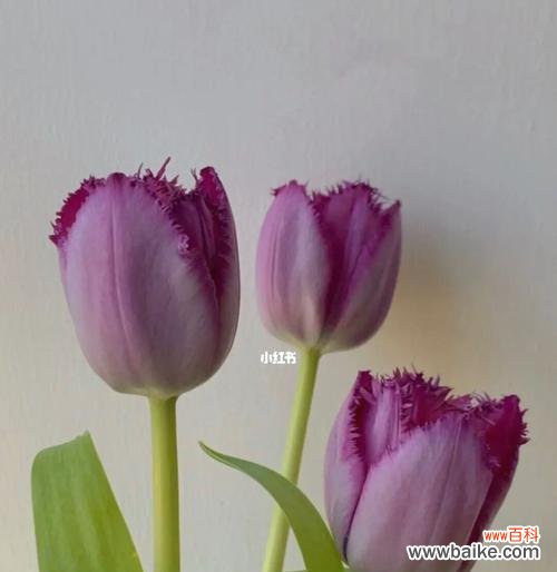 探寻紫色郁金香的神秘花语之谜 紫色郁金香的花语与意义