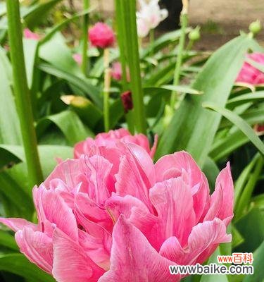 揭开紫色郁金香背后的神秘面纱 紫色郁金香的花语——秘密的爱情