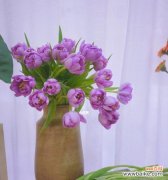 揭开紫色郁金香背后的神秘面纱 紫色郁金香的花语——秘密的爱情