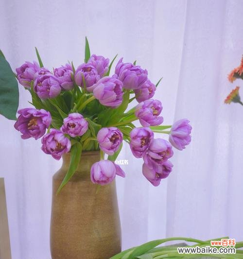 揭开紫色郁金香背后的神秘面纱 紫色郁金香的花语——秘密的爱情