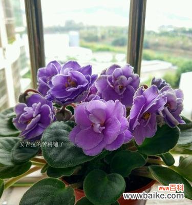 揭开紫色紫罗兰的心灵密码 紫色紫罗兰花语的神秘寓意