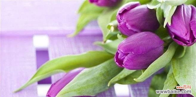 揭开紫色紫罗兰的心灵密码 紫色紫罗兰花语的神秘寓意