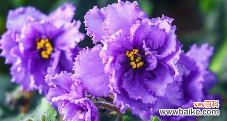 揭秘紫罗兰花所传递的心灵信息 紫色紫罗兰花语