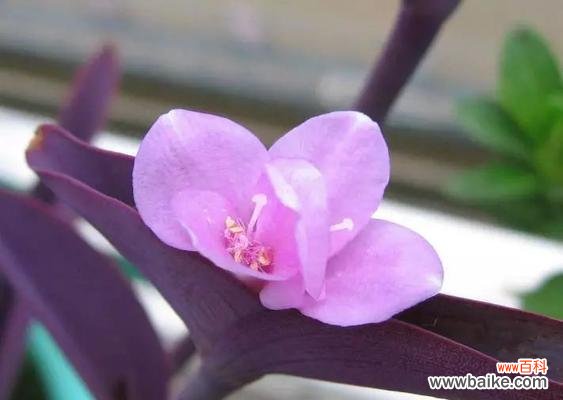 揭秘紫罗兰花所传递的心灵信息 紫色紫罗兰花语