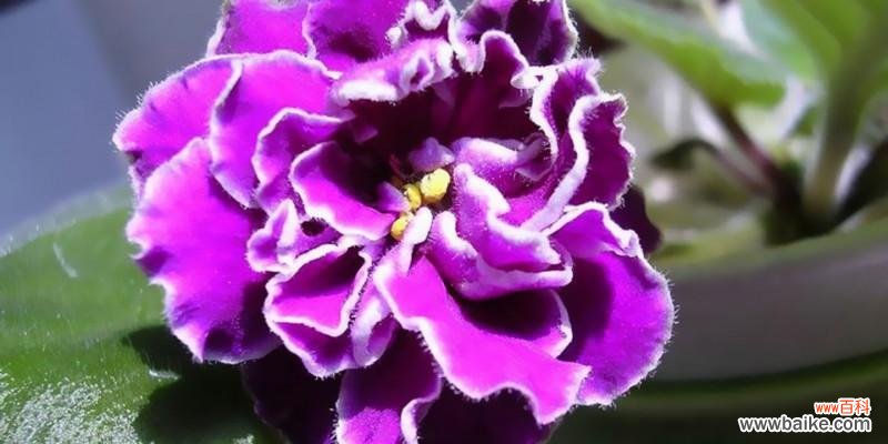 揭秘紫罗兰花所传递的心灵信息 紫色紫罗兰花语