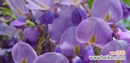 寓意深远的紫藤花，传承千年的传说 紫藤花的花语与传说