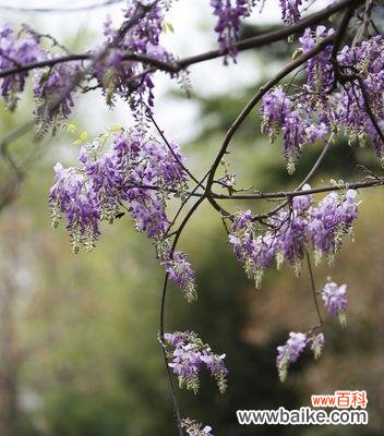 寓意深远的紫藤花，传承千年的传说 紫藤花的花语与传说