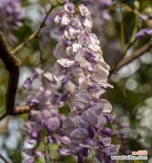 紫藤花的意义和传说、紫藤花的美丽与神秘 紫藤花的花语及寓意