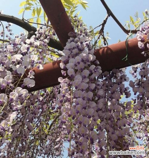 探寻紫藤花的花语,传递爱与宁静 紫藤花的花语与意义