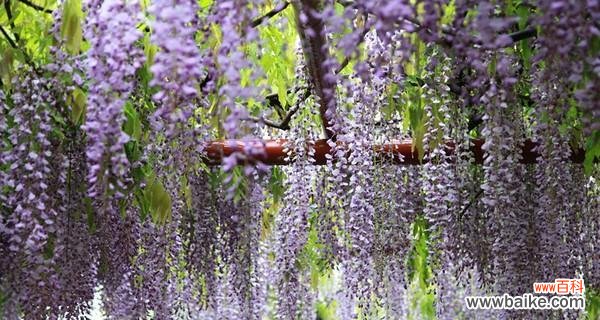 探秘紫藤花的美丽花语及寓意 紫藤花的花语和寓意