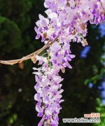 探秘紫藤花的美丽花语及寓意 紫藤花的花语和寓意