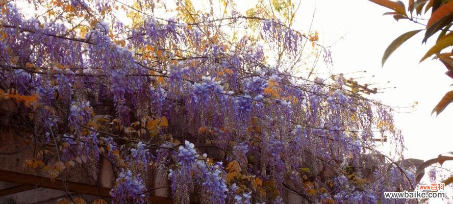 探索紫藤花的深意与象征 紫藤花的花语及含义