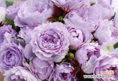 探寻紫玫瑰的真正含义 紫玫瑰的花语