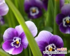 紫色雏菊 紫色雏菊的花语——寓意与象征