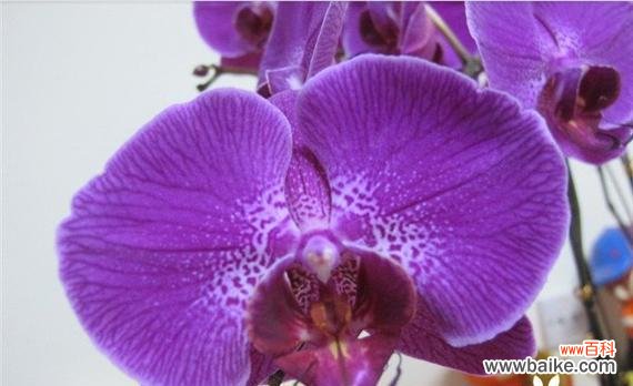 探索紫色花卉的种类和深层寓意 紫色花卉的美丽与花语