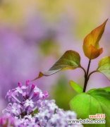 探寻丁香花语的深意与文化内涵 紫色丁香花的花语与美丽传说