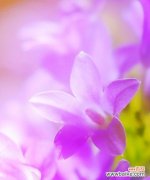 探寻紫色风铃草的内涵与象征 紫色风铃草的花语