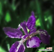 解读紫色风信子的神秘力量及象征意义 紫色风信子的花语与寓意