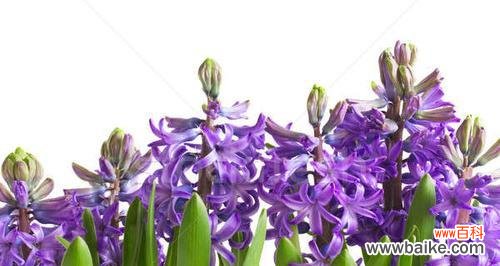 紫色风信子花语的神秘与美丽 紫色风信子花语的意义与传承