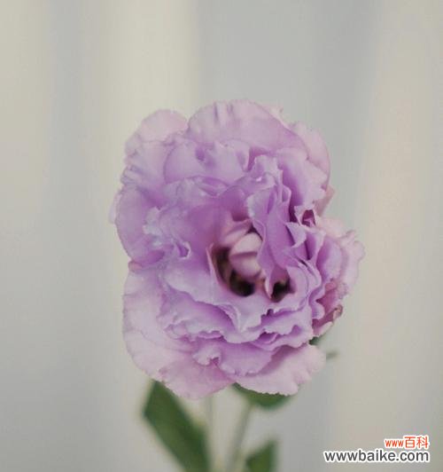 紫色桔梗花是何等的庄严与神秘 紫色桔梗花的花语和寓意